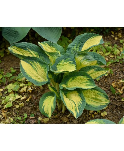 Funkia ‘Great Expectations’ (Hosta)