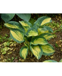 Funkia ‘Great Expectations’ (Hosta)