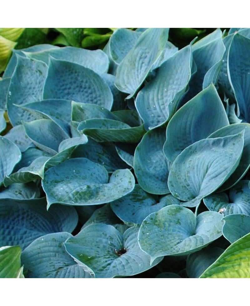 Funkia ‘Fragrant blue’ (Hosta)