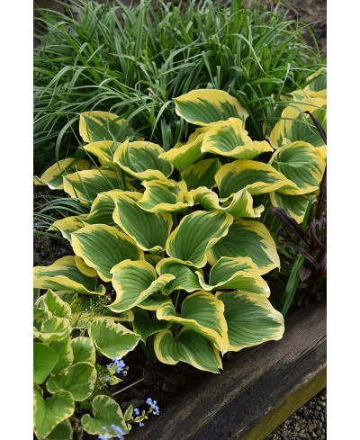 Funkia ‘Liberty’ (Hosta)