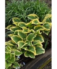 Funkia ‘Liberty’ (Hosta)