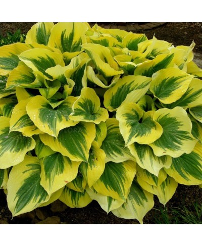Funkia ‘Liberty’ (Hosta)