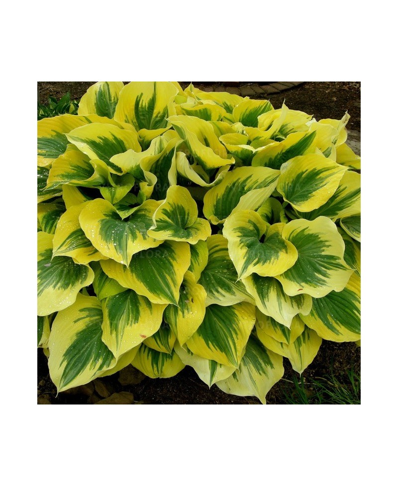 Funkia ‘Liberty’ (Hosta)
