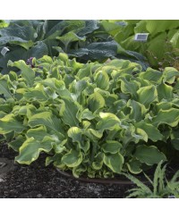 Funkia Shadowland® 'Wheee!' (Hosta)