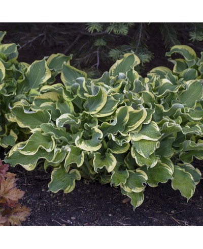Funkia Shadowland® 'Wheee!' (Hosta)