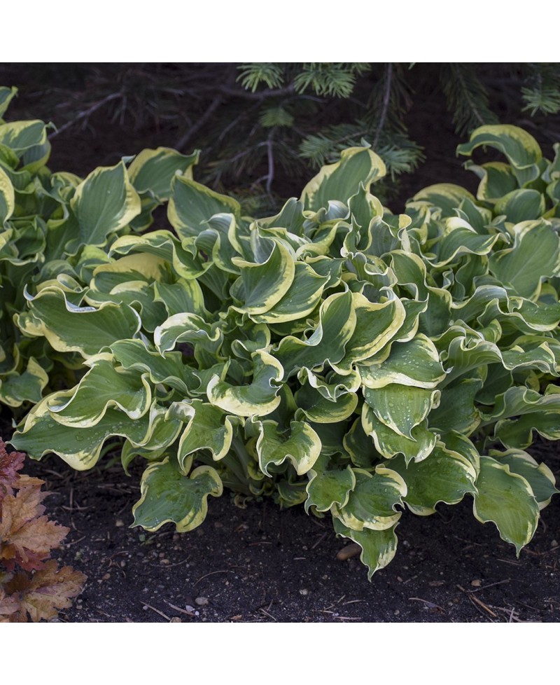 Funkia Shadowland® 'Wheee!' (Hosta)