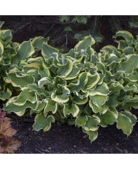 Funkia Shadowland® 'Wheee!' (Hosta)