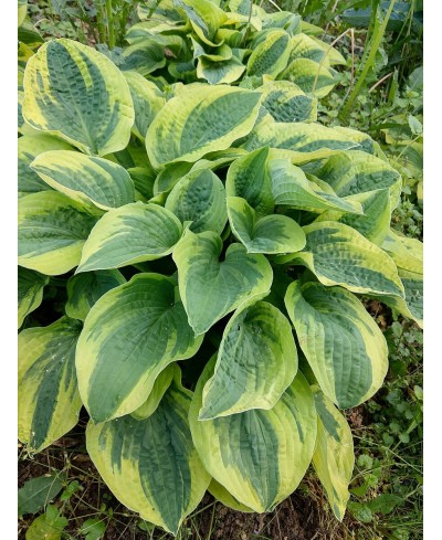 Funkia 'Wide Brim (Hosta)