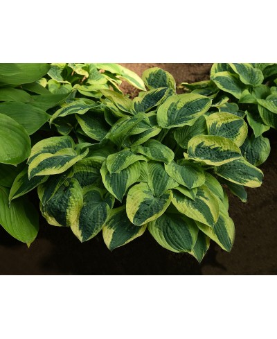 Funkia 'Wide Brim (Hosta)