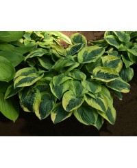 Funkia 'Wide Brim (Hosta)