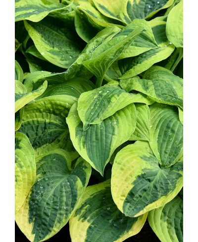 Funkia 'Wide Brim (Hosta)