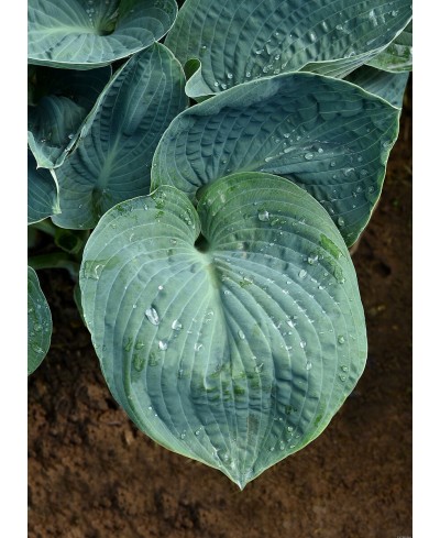 Funkia 'Big Daddy (Hosta)