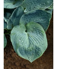 Funkia 'Big Daddy (Hosta)