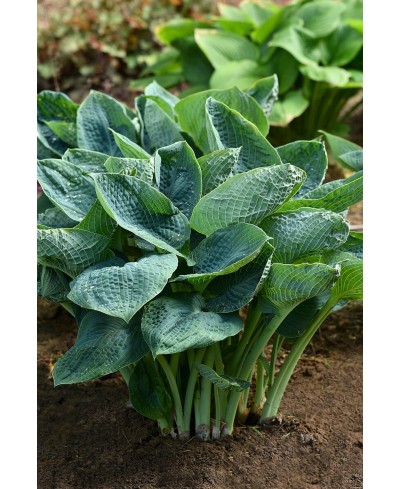 Funkia 'Big Daddy (Hosta)