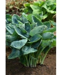 Funkia 'Big Daddy (Hosta)