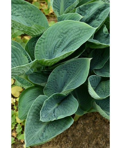 Funkia 'Big Daddy (Hosta)