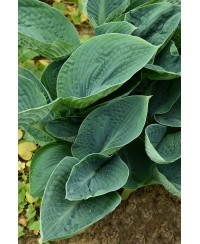 Funkia 'Big Daddy (Hosta)