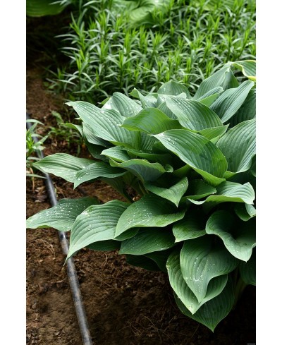 Funkia 'Regal Splendor (Hosta)