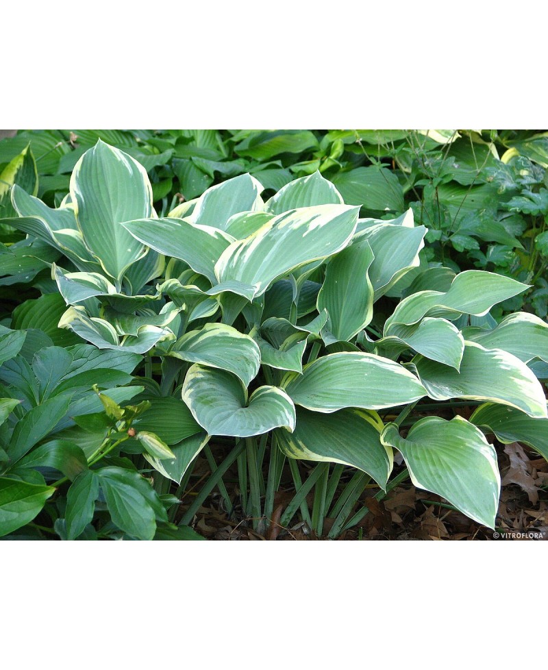 Funkia 'Regal Splendor (Hosta)