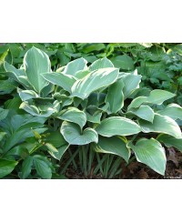 Funkia 'Regal Splendor (Hosta)