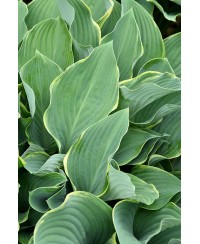 Funkia 'Regal Splendor (Hosta)