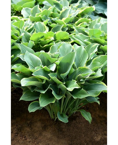 Funkia 'Regal Splendor (Hosta)