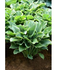 Funkia 'Regal Splendor (Hosta)