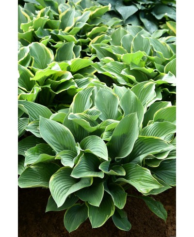 Funkia 'Regal Splendor (Hosta)