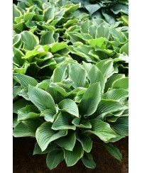 Funkia 'Regal Splendor (Hosta)