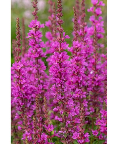 Krwawnica ‘Robin’ – Karminowe Kłosy i Raj dla Motyli | Lavender-Byliny