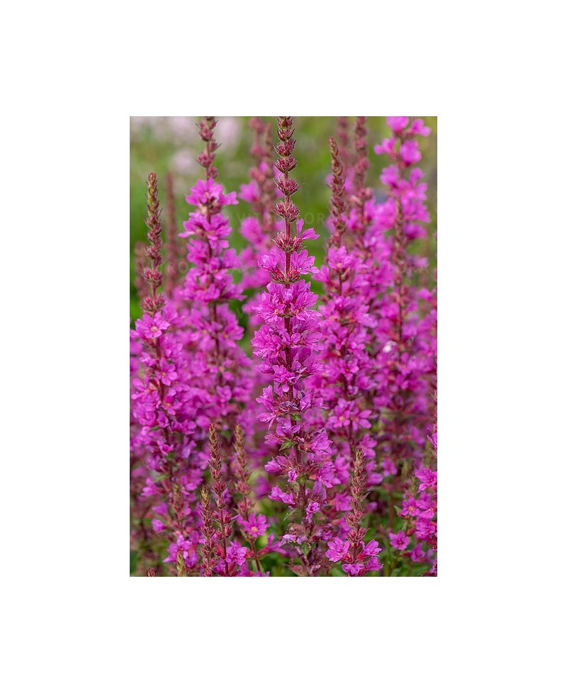 Krwawnica ‘Robin’ – Karminowe Kłosy i Raj dla Motyli | Lavender-Byliny