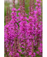 Krwawnica ‘Robin’ – Karminowe Kłosy i Raj dla Motyli | Lavender-Byliny