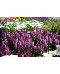 Szałwia omszona 'Midnight Rose' (Salvia nemorosa)