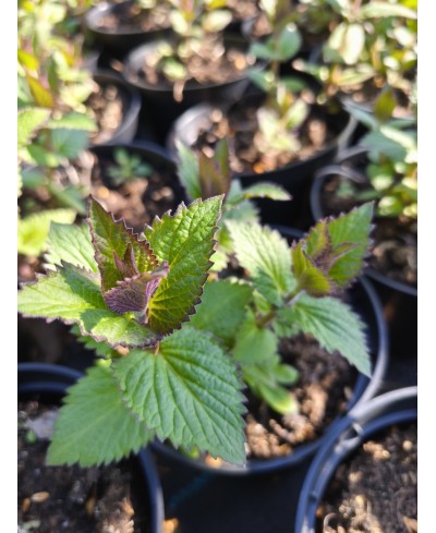 Kocimiętka Blue Planet – bylina niebieska, pachnąca i miododajna | Lavender-byliny.pl