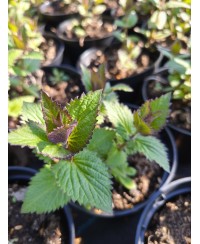 Kocimiętka Blue Planet – bylina niebieska, pachnąca i miododajna | Lavender-byliny.pl