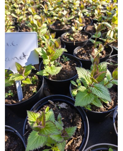 Kocimiętka Blue Planet – bylina niebieska, pachnąca i miododajna | Lavender-byliny.pl