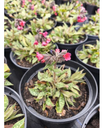 Miodunka 'Shrimps on the Barbie' – Krewetkowy Róż | Lavender-Byliny