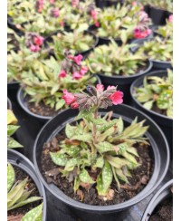 Miodunka 'Shrimps on the Barbie' – Krewetkowy Róż | Lavender-Byliny