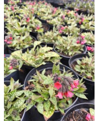 Miodunka 'Shrimps on the Barbie' – Krewetkowy Róż | Lavender-Byliny