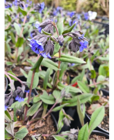 Miodunka 'Blue Ensign' – Najczystszy Niebieski | Lavender-Byliny