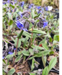 Miodunka 'Blue Ensign' – Najczystszy Niebieski | Lavender-Byliny