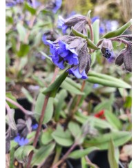 Miodunka 'Blue Ensign' – Najczystszy Niebieski | Lavender-Byliny