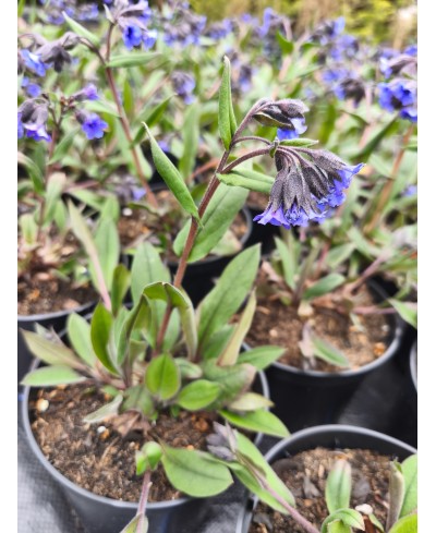 Miodunka 'Blue Ensign' – Najczystszy Niebieski | Lavender-Byliny