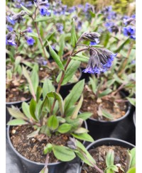 Miodunka 'Blue Ensign' – Najczystszy Niebieski | Lavender-Byliny