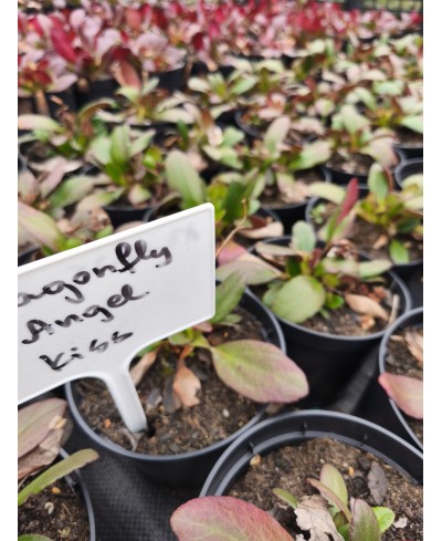 Bergenia Dragonfly™ Angel Kiss – biała bergenia o dekoracyjnych liściach | Lavender-Byliny.pl