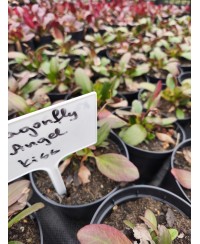 Bergenia Dragonfly™ Angel Kiss – biała bergenia o dekoracyjnych liściach | Lavender-Byliny.pl