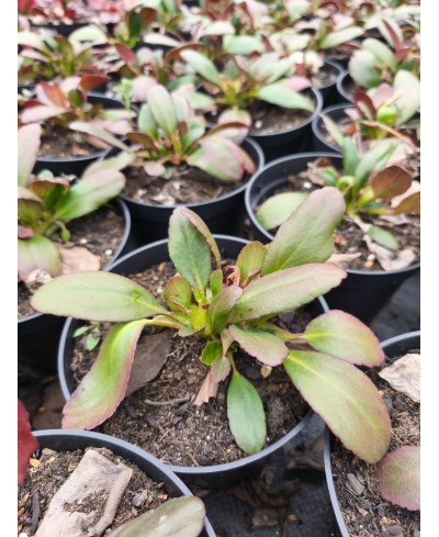 Bergenia Dragonfly™ Angel Kiss – biała bergenia o dekoracyjnych liściach | Lavender-Byliny.pl