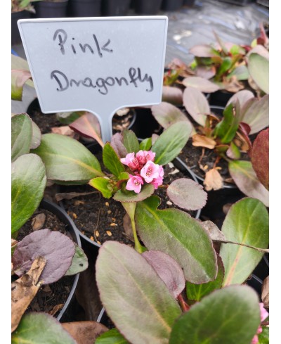 Bergenia Dragonfly™ Pink Dragonfly – różowa bergenia o zimozielonych liściach | Lavender-Byliny.pl