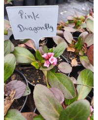 Bergenia Dragonfly™ Pink Dragonfly – różowa bergenia o zimozielonych liściach | Lavender-Byliny.pl