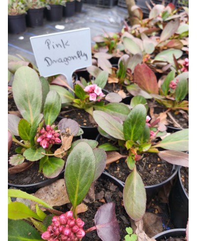 Bergenia Dragonfly™ Pink Dragonfly – różowa bergenia o zimozielonych liściach | Lavender-Byliny.pl